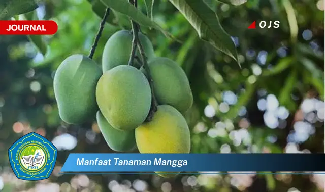 manfaat tanaman mangga