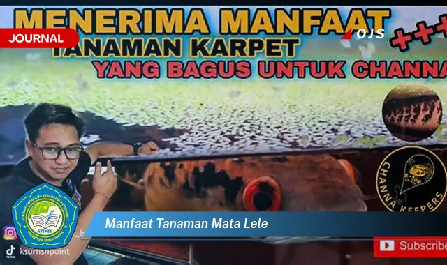 manfaat tanaman mata lele manfaat tanaman mata lele