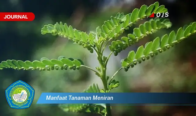 manfaat tanaman meniran manfaat tanaman meniran