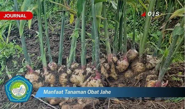 manfaat tanaman obat jahe