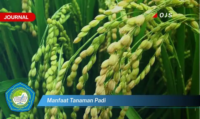 manfaat tanaman padi