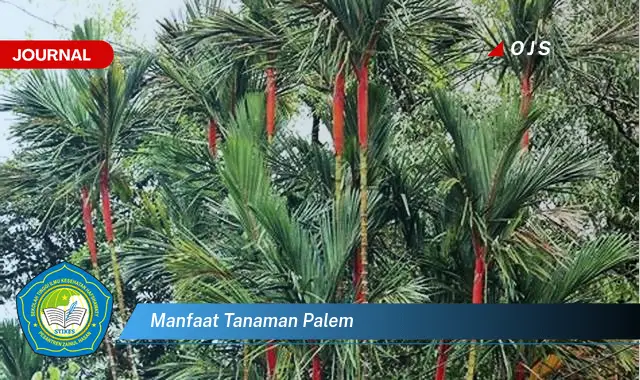 manfaat tanaman palem