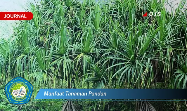 manfaat tanaman pandan manfaat tanaman pandan