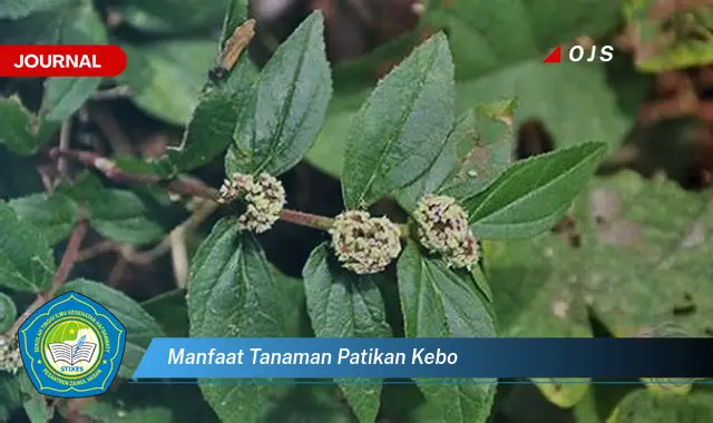 manfaat tanaman patikan kebo