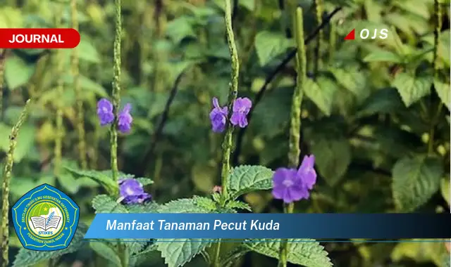 manfaat tanaman pecut kuda manfaat tanaman pecut kuda