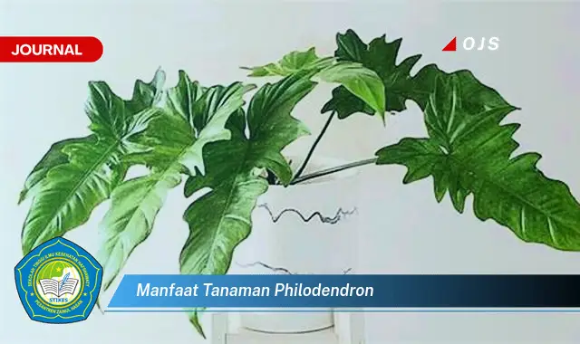 manfaat tanaman philodendron