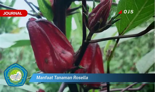 manfaat tanaman rosella