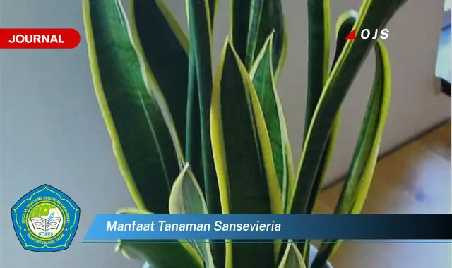 manfaat tanaman sansevieria