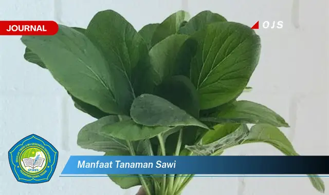 manfaat tanaman sawi manfaat tanaman sawi