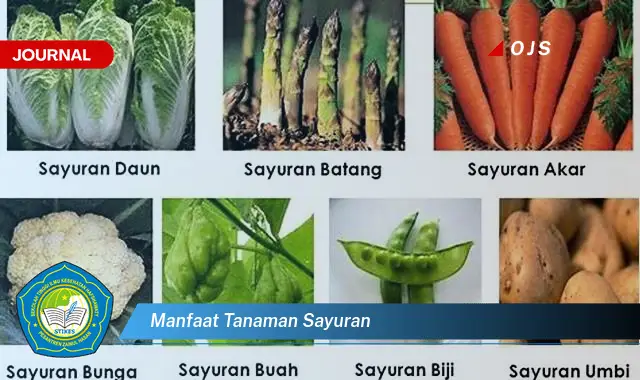 manfaat tanaman sayuran manfaat tanaman sayuran