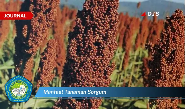 manfaat tanaman sorgum manfaat tanaman sorgum