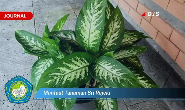 manfaat tanaman sri rejeki manfaat tanaman sri rejeki