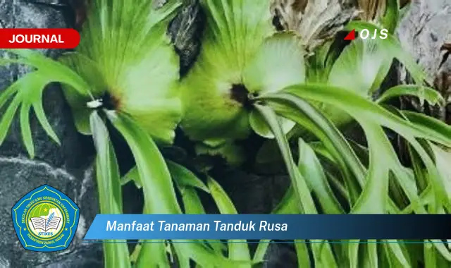 manfaat tanaman tanduk rusa