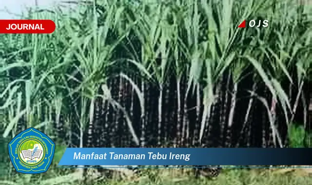 manfaat tanaman tebu ireng manfaat tanaman tebu ireng