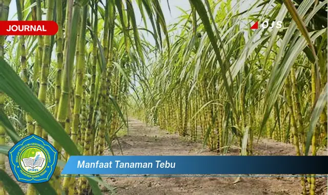 manfaat tanaman tebu manfaat tanaman tebu