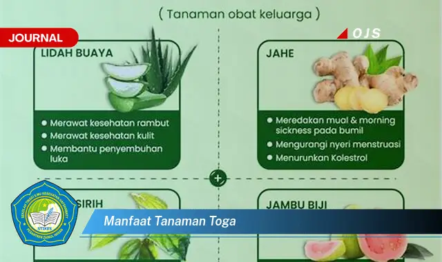 Ketahui 6 Manfaat Tanaman TOGA yang Bikin Kamu Penasaran - E-Journal