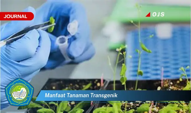 manfaat tanaman transgenik