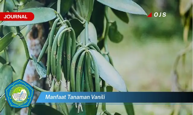 manfaat tanaman vanili