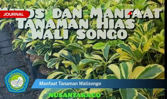 manfaat tanaman walisongo manfaat tanaman walisongo