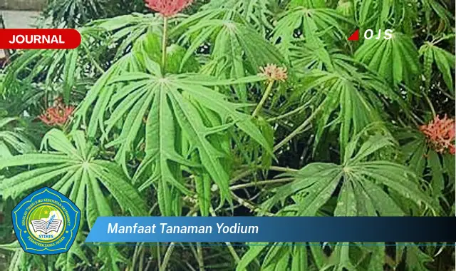manfaat tanaman yodium manfaat tanaman yodium
