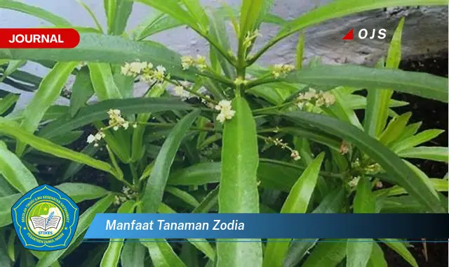 manfaat tanaman zodia