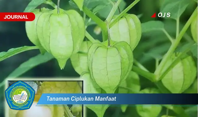 tanaman ciplukan manfaat tanaman ciplukan manfaat
