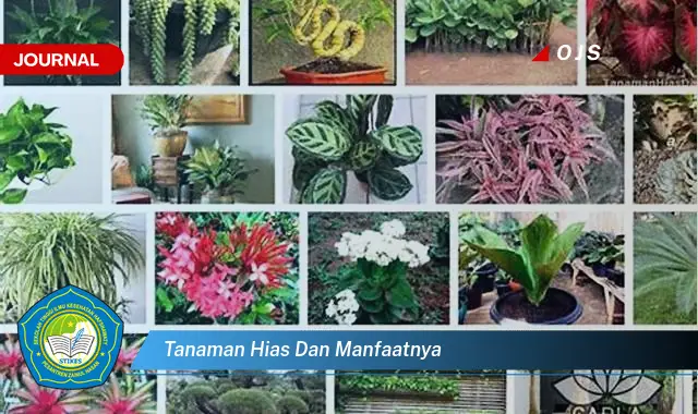 tanaman hias dan manfaatnya tanaman hias dan manfaatnya