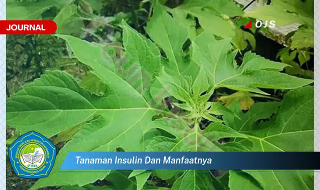 tanaman insulin dan manfaatnya tanaman insulin dan manfaatnya