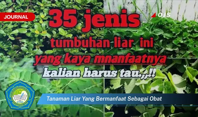 tanaman liar yang bermanfaat sebagai obat