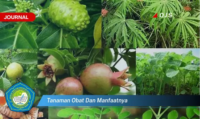 tanaman obat dan manfaatnya