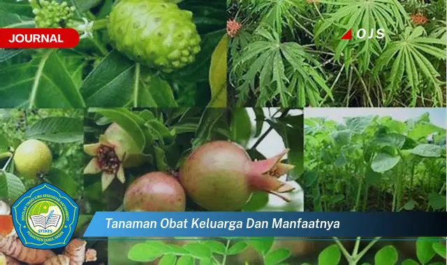 tanaman obat keluarga dan manfaatnya