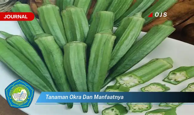 tanaman okra dan manfaatnya tanaman okra dan manfaatnya