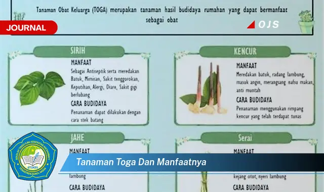 tanaman toga dan manfaatnya tanaman toga dan manfaatnya