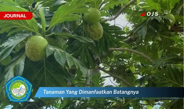 tanaman yang dimanfaatkan batangnya tanaman yang dimanfaatkan batangnya
