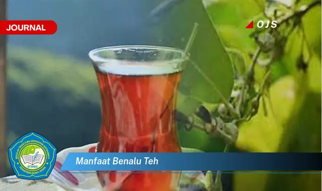 manfaat benalu teh