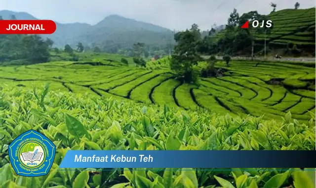 manfaat kebun teh