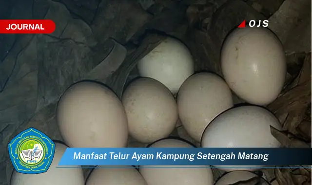 manfaat telur ayam kampung setengah matang