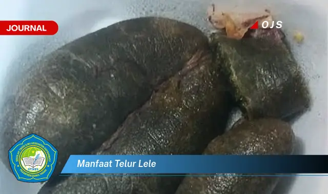 manfaat telur lele manfaat telur lele