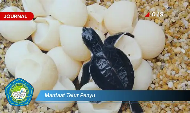 manfaat telur penyu manfaat telur penyu