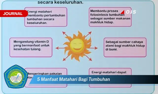 5 manfaat matahari bagi tumbuhan