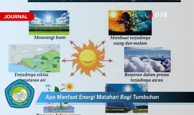 apa manfaat energi matahari bagi tumbuhan