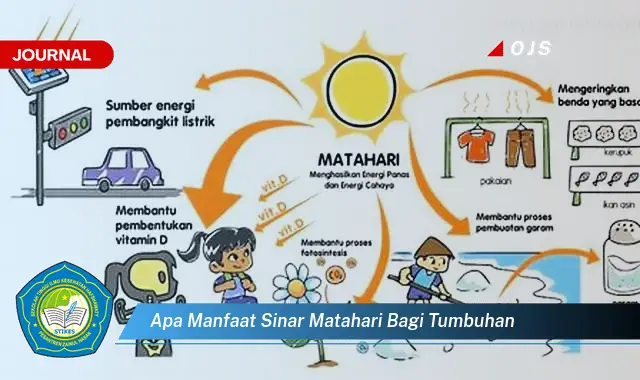 apa manfaat sinar matahari bagi tumbuhan