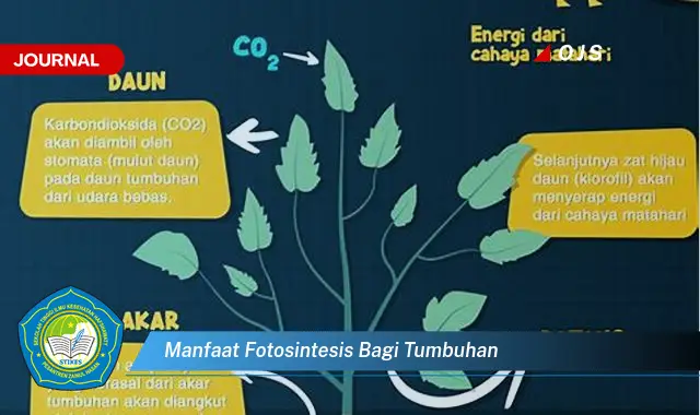 manfaat fotosintesis bagi tumbuhan