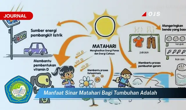 manfaat sinar matahari bagi tumbuhan adalah