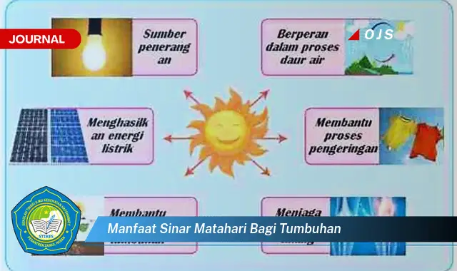 manfaat sinar matahari bagi tumbuhan