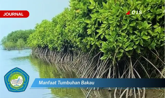 manfaat tumbuhan bakau manfaat tumbuhan bakau