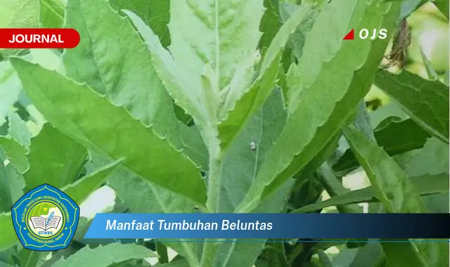 manfaat tumbuhan beluntas