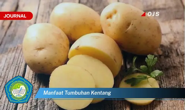 manfaat tumbuhan kentang