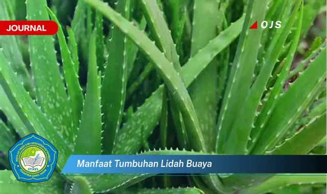 manfaat tumbuhan lidah buaya