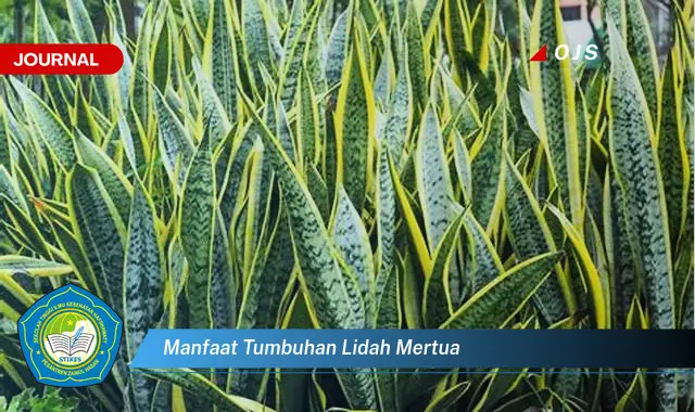 manfaat tumbuhan lidah mertua manfaat tumbuhan lidah mertua
